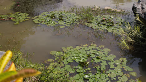 lotus flowers over a garden lake