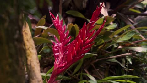 Close-up-slowmotion-of-various-plants-in-a-tropical-rainforest-at-the-Academy-of-Sciences-San-Francisco-California,-Green-and-red-plants-with-a-tree-in-the-forground,-smooth-camera-movement