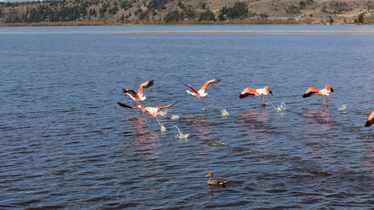 Flamingos flying over a lake in the day in Patagonia, Argentina
