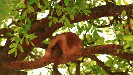 mamá pájaro alimentando a los pollitos hambrientos en el nido del agujero del árbol