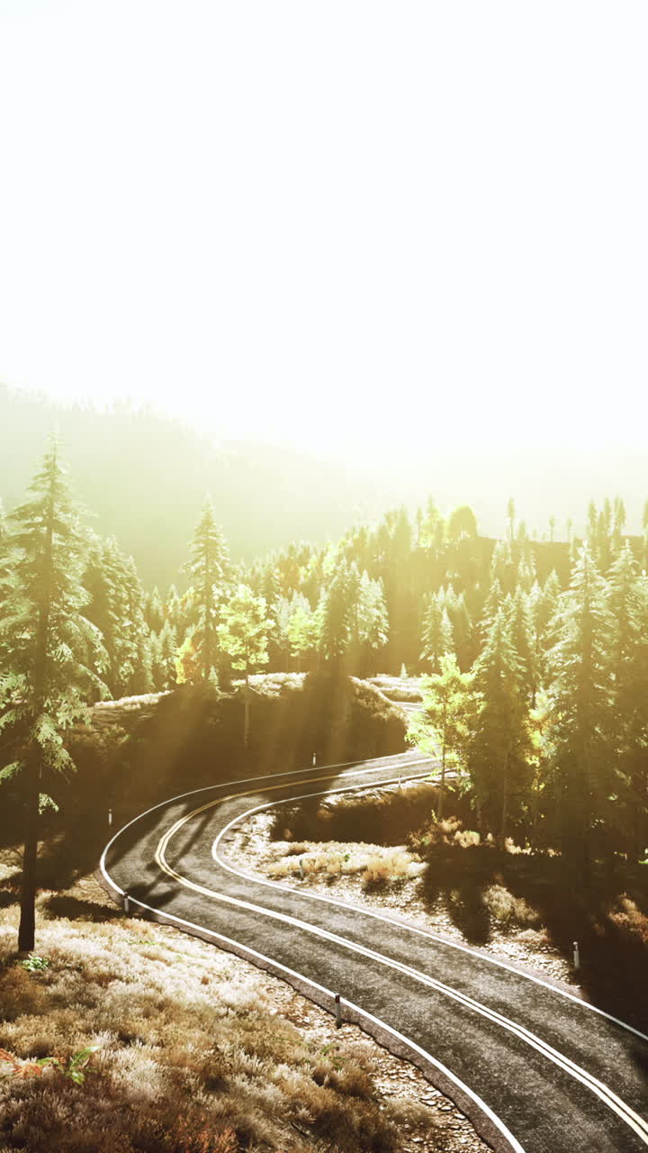 숲 을 가로지르는 휘어지는 길