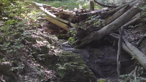 Water-trickles-through-jumble-of-fallen-trees-in-forest-near-Varbo,-Hungary