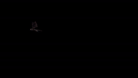 realistic dragon flying from left to right on black background