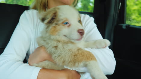 El-Dueño-Viaja-Con-La-Mascota-En-El-Auto-Y-Sostiene-Al-Cachorro-En-Sus-Brazos