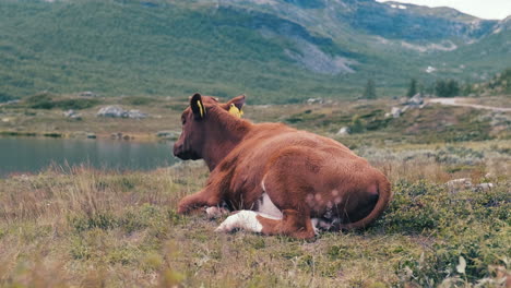 Brown-Cow-With-Ear-Tags-Resting-On-The-Autumnal-Valley-Beside-The-Calm-River-In-Hydalen,-Hemsedal,-Norway