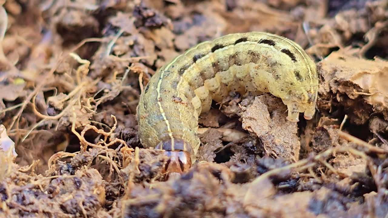 Makro-nærbillede af larve, der bevæger sig i jord og organisk materiale