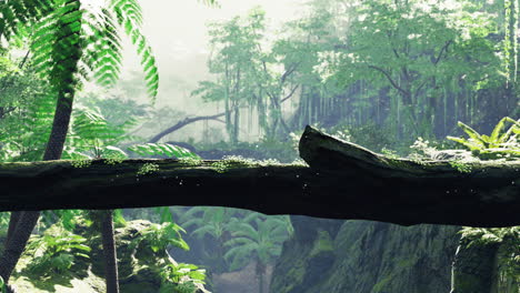 camino en la jungla de malasia