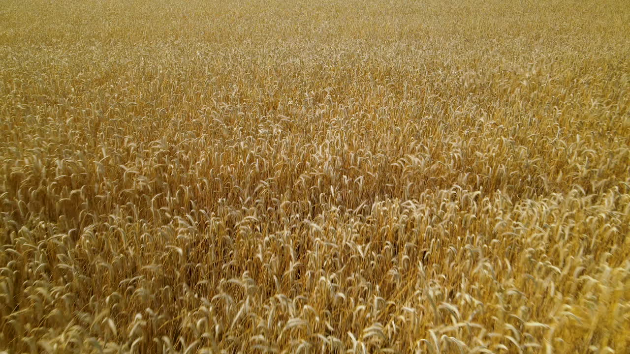 volando sobre los campos dorados de zwartowo, polonia bailando en el viento -antena baja