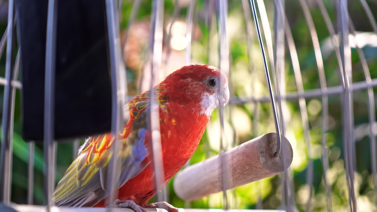 Sun conure parrot in a cage with greenery on the background. Domestic bird. Close up