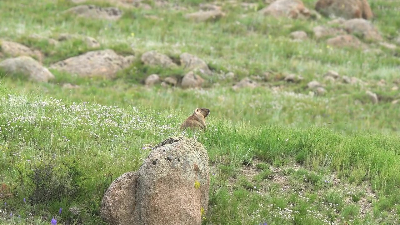 A Marmot Sitting in a Grassy Mountain Meadow