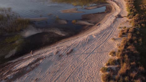 aerial orbit view of person walking on sandy beach close to lake with lagoon grass and islands during sunset time in nature in uruguay, south america