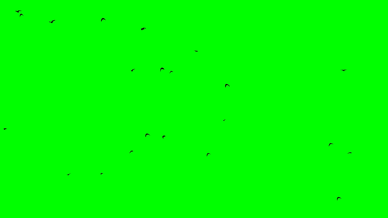 한 무리의 새들이 지평선에서 하늘로 올라갑니다.