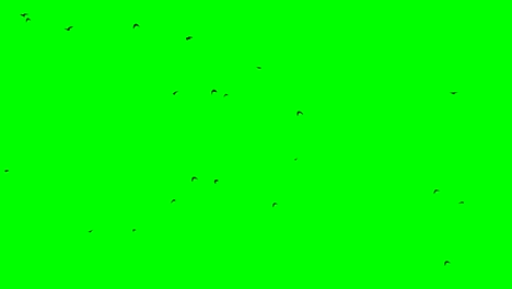 a flock of birds rises from the horizon up to sky seamless loopable footage