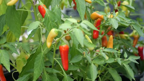 homegrown chili pepper plant with multicolored small chilies in a garden - close up