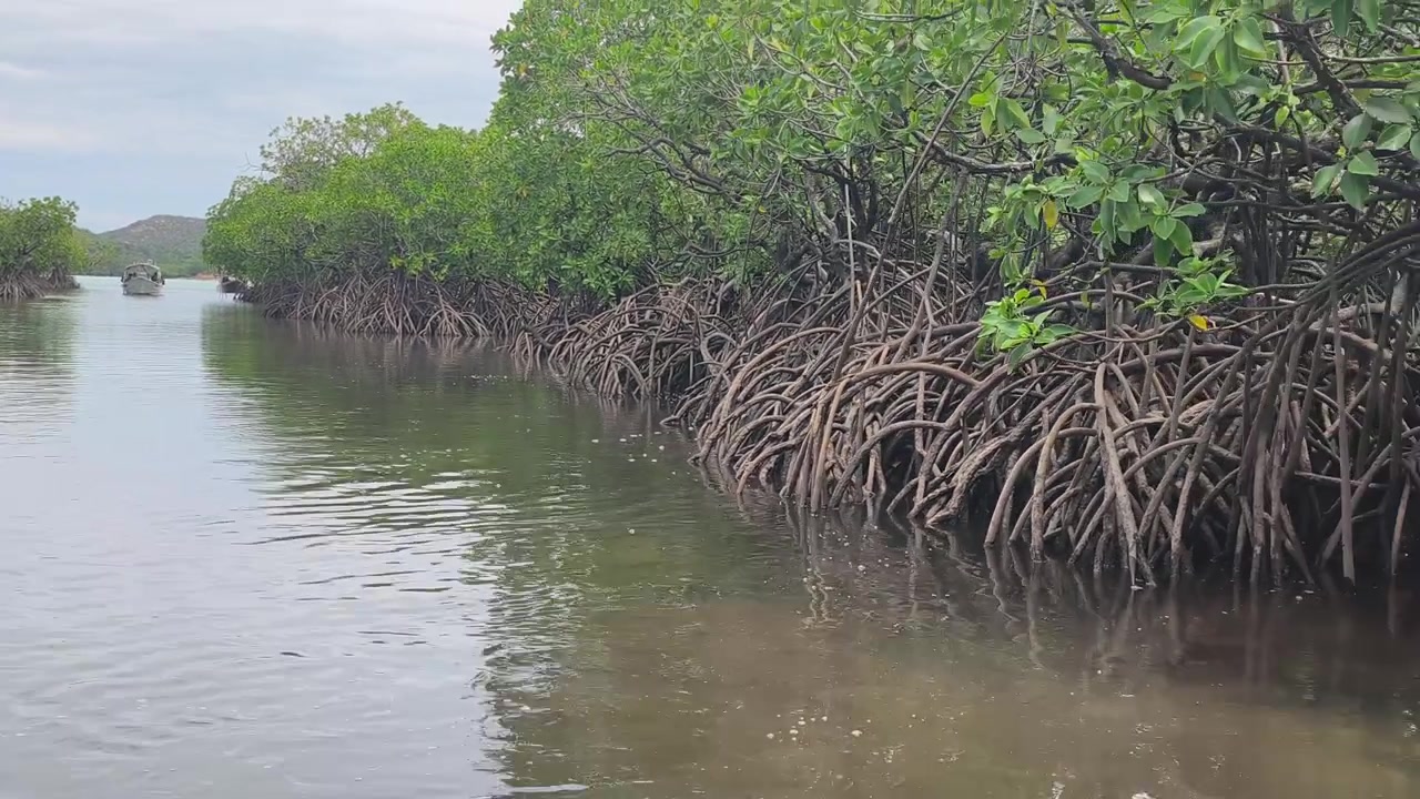 En frodig mangroveskog frodas längs kusten. Den fungerar som en naturlig buffert mot vågor för att förhindra erosion. Detta unika ekosystem erbjuder en rik livsmiljö för flora och fauna.