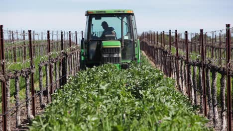 un tractor corta un cultivo de cobertura entre hileras de uvas en un viñedo de california