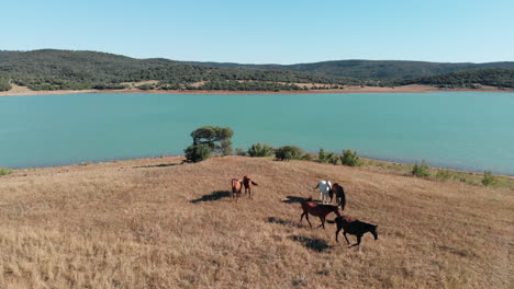 caballos salvajes pastando pacíficamente en medio de un árido paisaje mediterráneo junto al lago en cádiz, españa - vuelo aéreo sobre el tiro de establecimiento