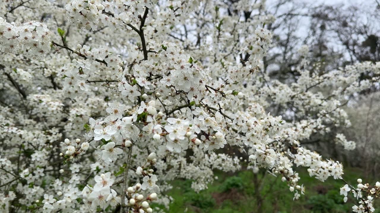 Trees fully covered with white bloom. Fruit orchard blossoming in spring. Close up.