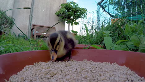 primer plano de un patito de ánade real sentado en un plato de comida y comiendo comida de pato