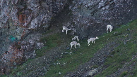 Ovejas-Pastando-En-Las-Laderas-De-Las-Montañas-De-Ovejas-En-El-Parque-Nacional-Kluane-De-Yukon,-Canadá