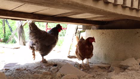 Viele-Rote-Hühner-An-Einem-Sommertag-Im-Dorf