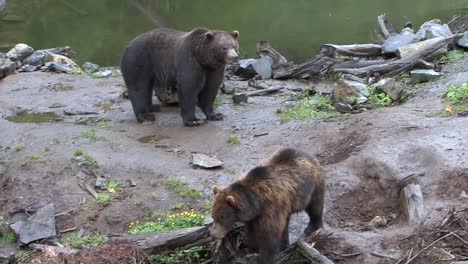 osos negros peleando en un día lluvioso en alaska