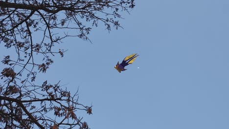 una cometa flotando en el aire