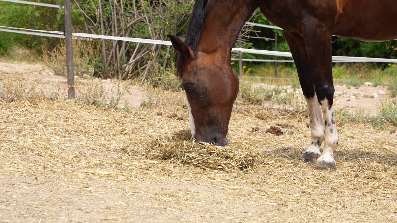 Nærbillede af en hest, der spiser halm, mens den græsser på en eng, 4K.