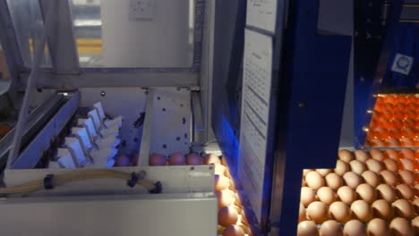 eggs moving on the production line