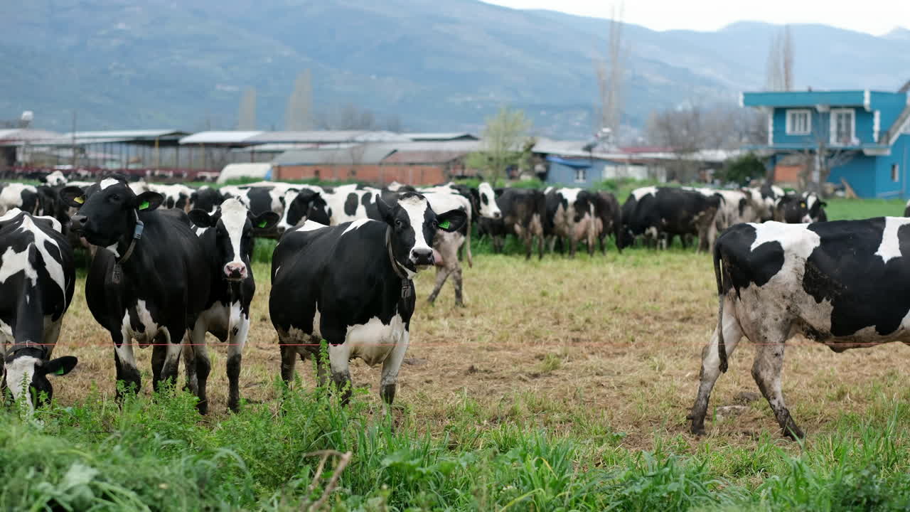 Fresh Air and Green Fields: A Day in the Life of Dairy Cows