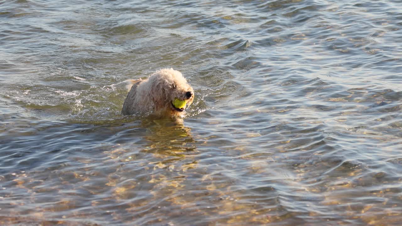 perro recupera la pelota del agua en la playa de brighton