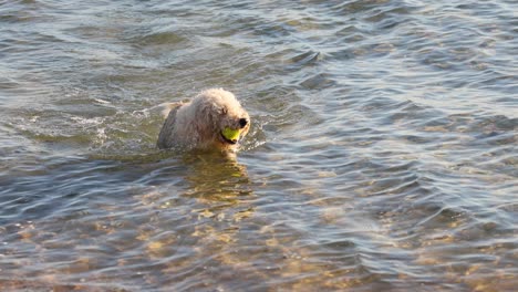 dog retrieves ball from water at brighton beach