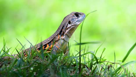 Die-Schmetterlingseidechse-Ist-Eine-Art-Leguan,-Die-Haut-Ist-Mit-Orangefarbenen,-Olivgrünen,-Weißen-Und-Blauen-Flecken-Gefleckt