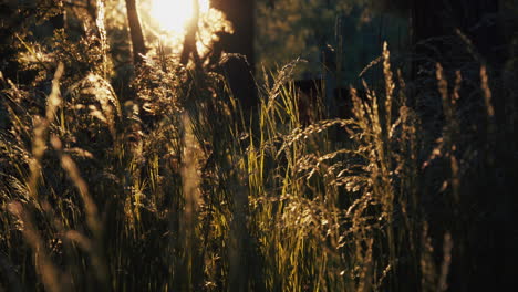 Puesta-De-Sol-Sobre-El-Bosque-Con-La-Hierba-Moviéndose-En-La-Brisa---Tiro-De-ángulo-Bajo