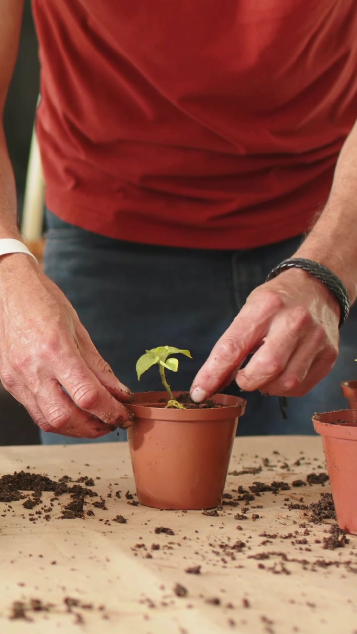 Video vertical: Hombre con camisa roja alcanzando una maceta, plantando una plántula en un banco de casa, asegurando las raíces