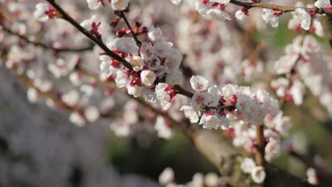 Weiße-Kirschblüten-Mit-Herumfliegenden-Bienen-Und-Grünem-Hintergrund