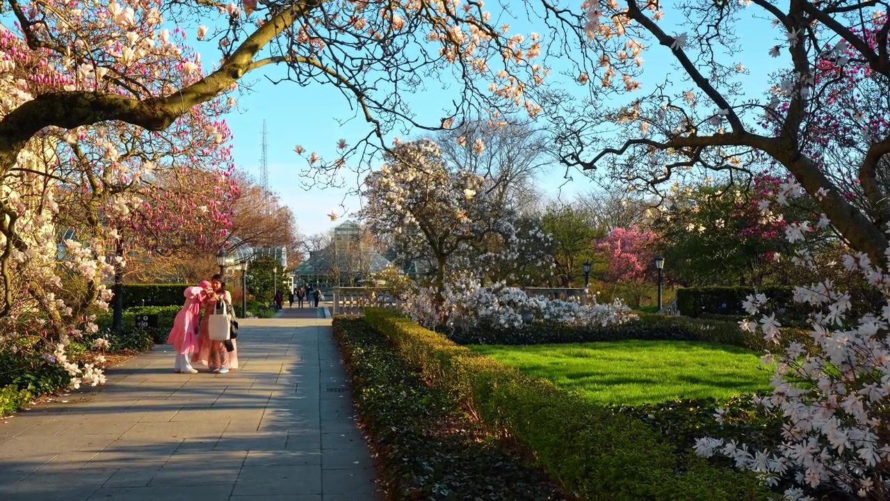 New York, USA, 8 April 2026: Tourists relaxing in spring botanical garden with blooming magnolias. People standing on a paved walkway near green lawns and flowering magnolia trees