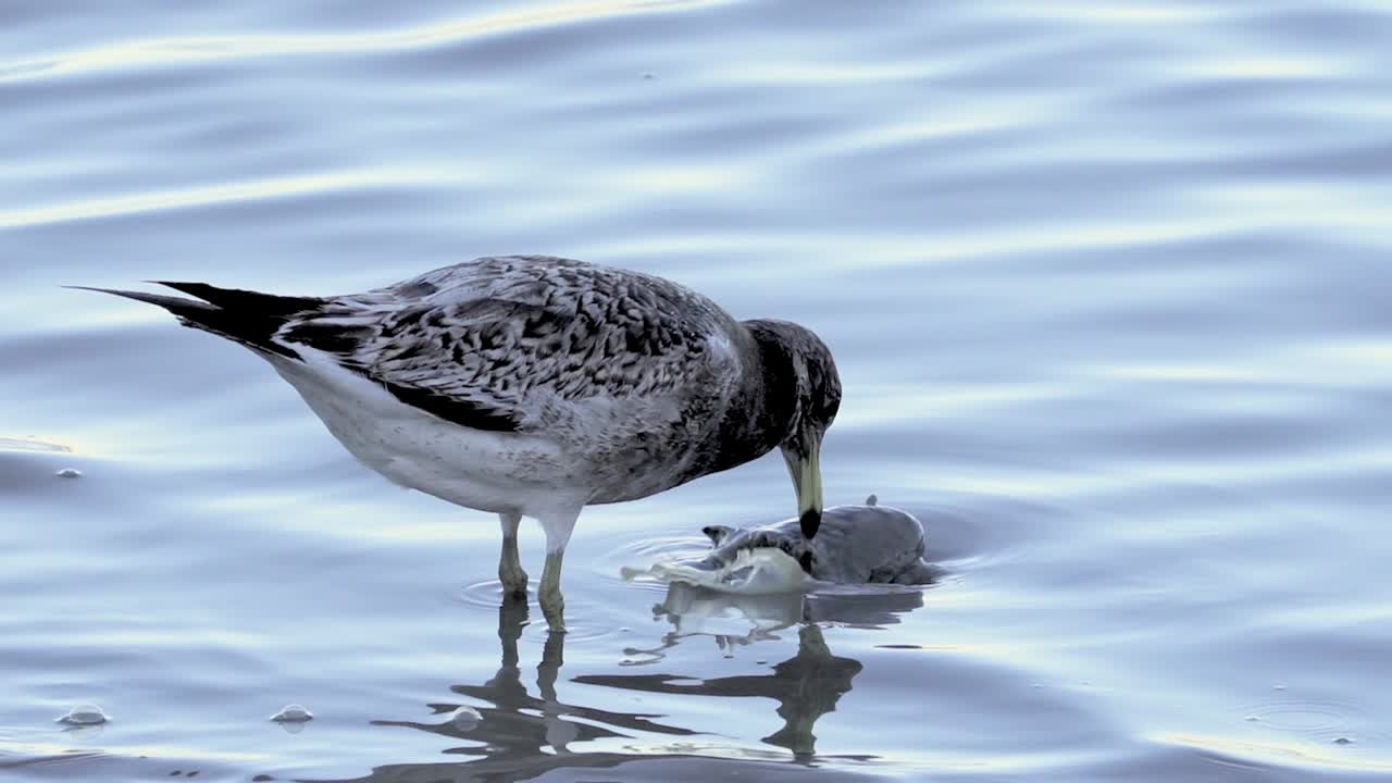 Close view of juvenile Olrog’s gull biting at large dead fish in water