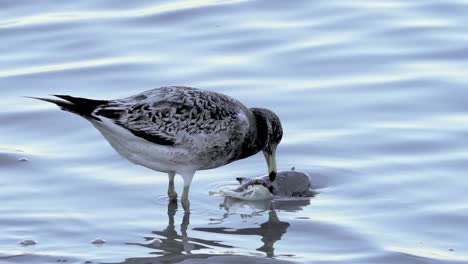 close view of juvenile olrog’s gull biting at large dead fish in water