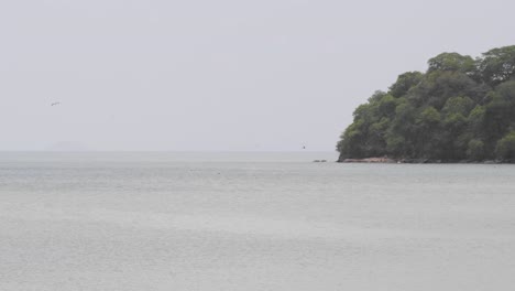 gannets diving for fish off the coast of panama