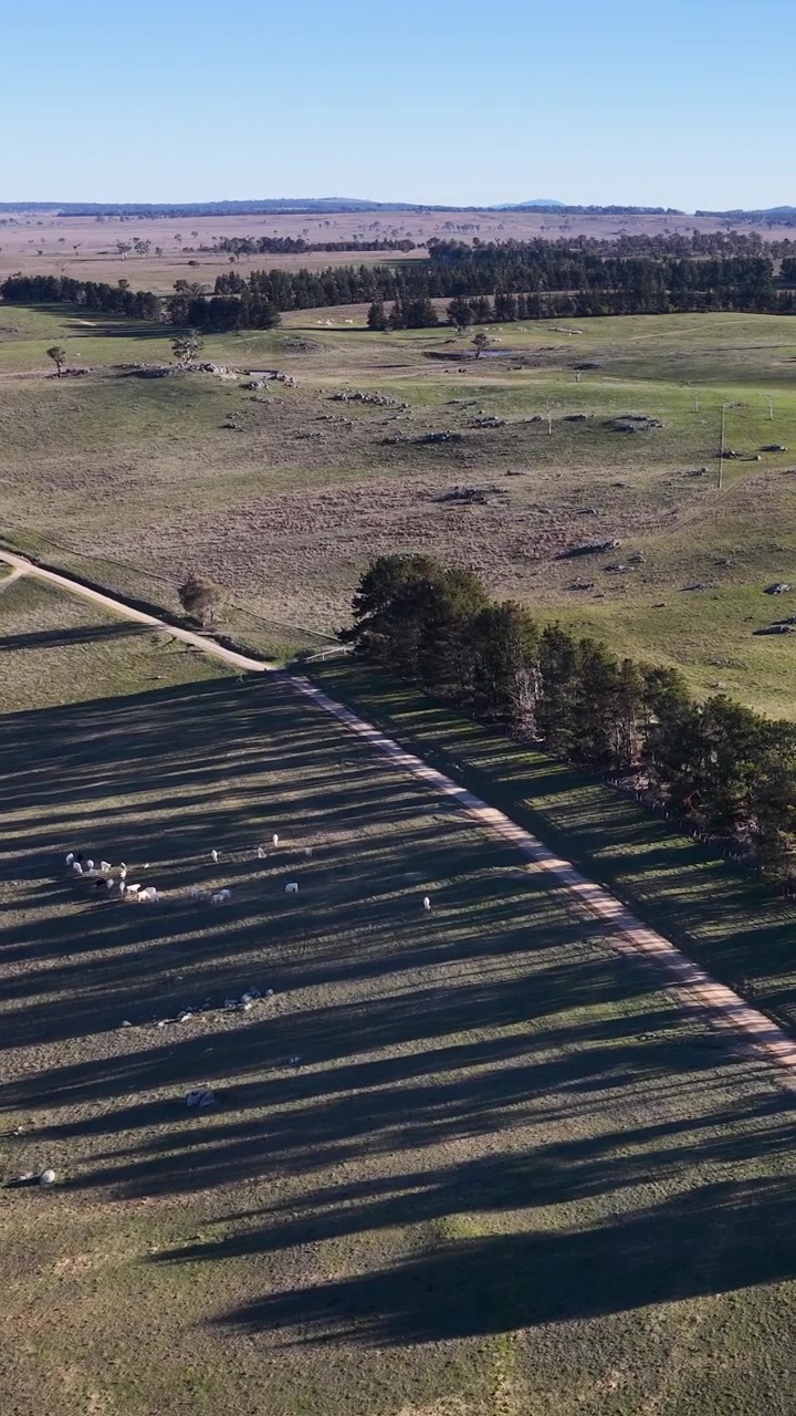 Veduta aerea di pecore al pascolo in un paesaggio rurale australiano