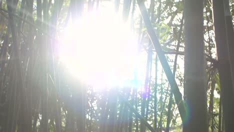 sun shining through bamboo