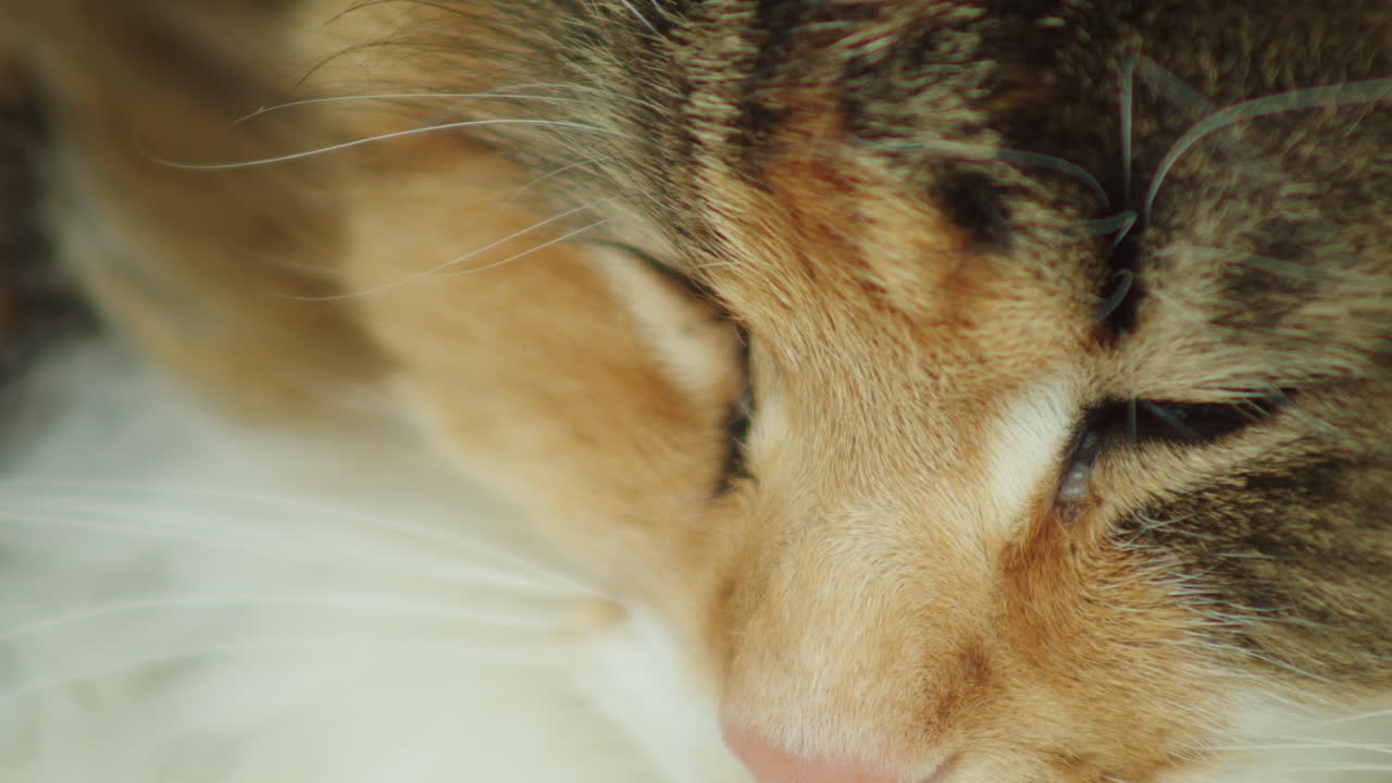 tiro macro, ojos de un gato del bosque noruego