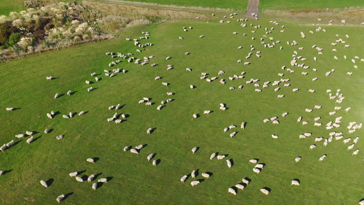 Vista aerea con drone su un gregge di pecore in un campo agricolo nella pittoresca campagna neozelandese