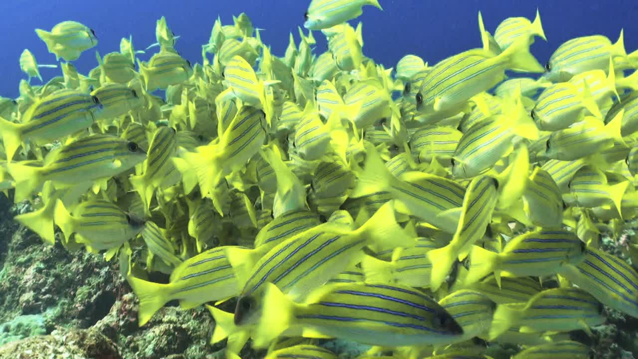 dense school of bluestripe snapper on top of coral reef forming a huge ball, medium shot