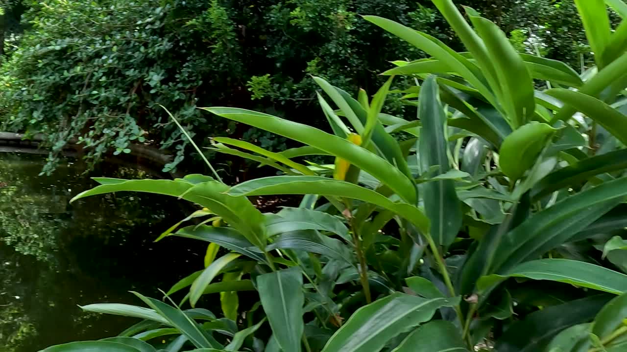 A person strolls by a serene pond surrounded by vibrant foliage and pathways in a peaceful park setting.
