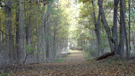 The-beauty-of-the-leaves-falling-in-the-forest-during-the-beauty-of-the-autumn-season