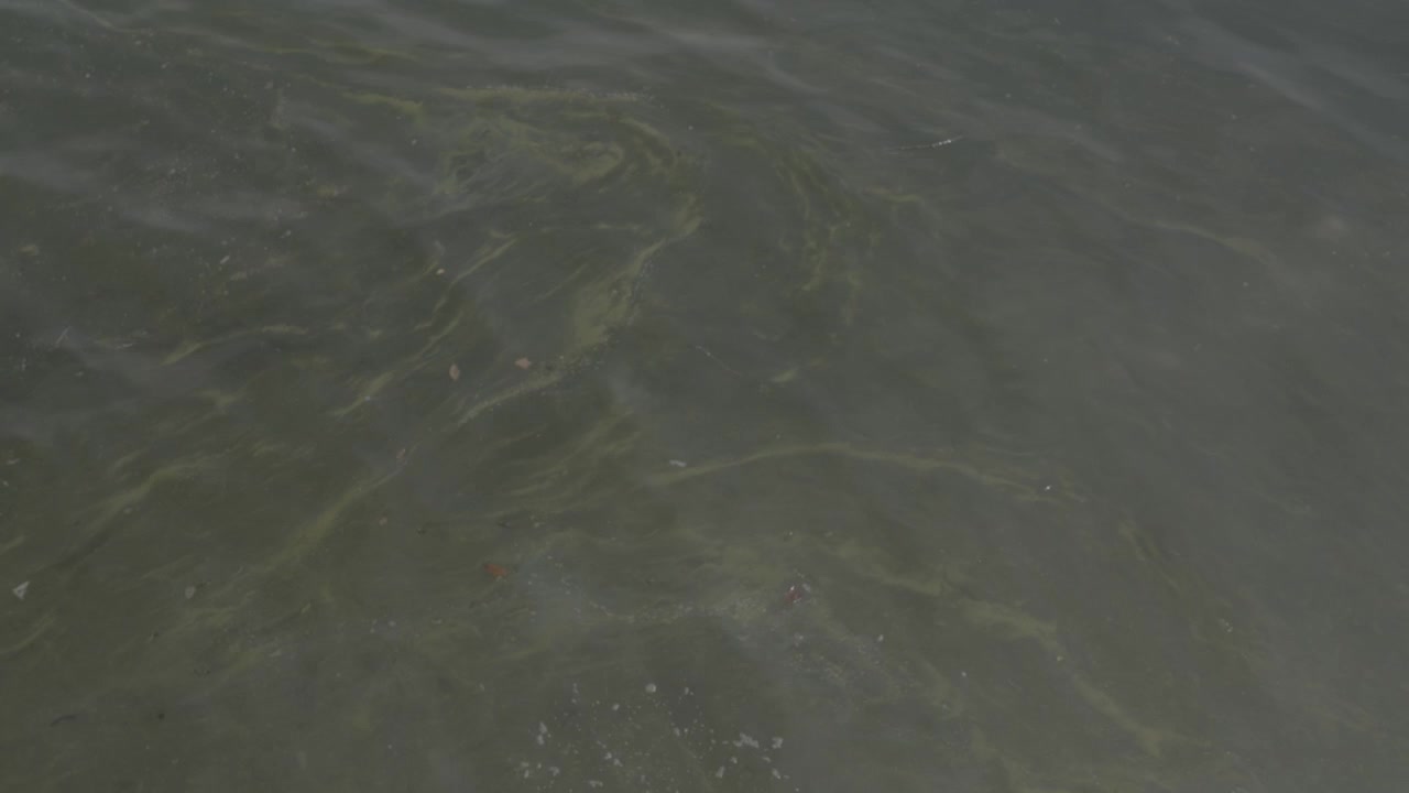 Close-up of green algae floating on the calm surface of a lake, revealing natural freshwater textures, aquatic vegetation, and peaceful rippling water.