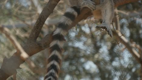 close up of ring tailed lemur from tail to head lounging in a tree eating some lettuce in slow motion