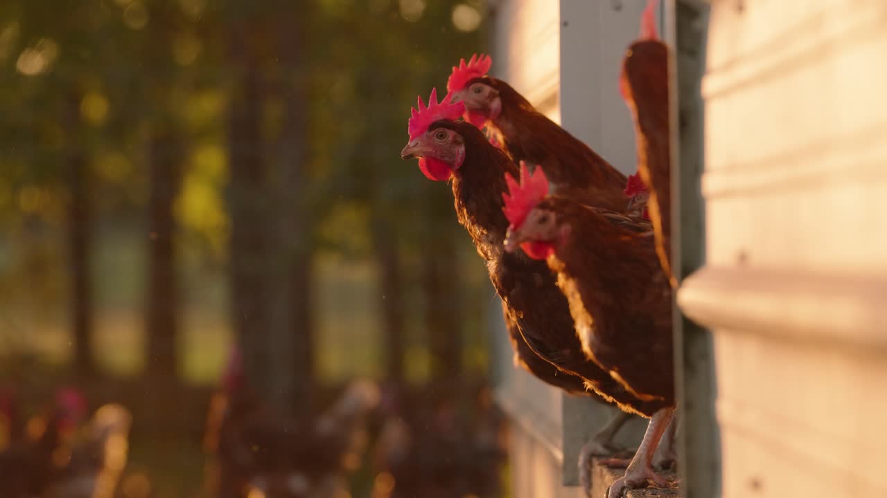 bandada de gallinas ponedoras de huevos marrones que salen de la gallina al atardecer en cámara lenta